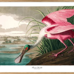 ROSEATE SPOONBILL 50x70 OAK