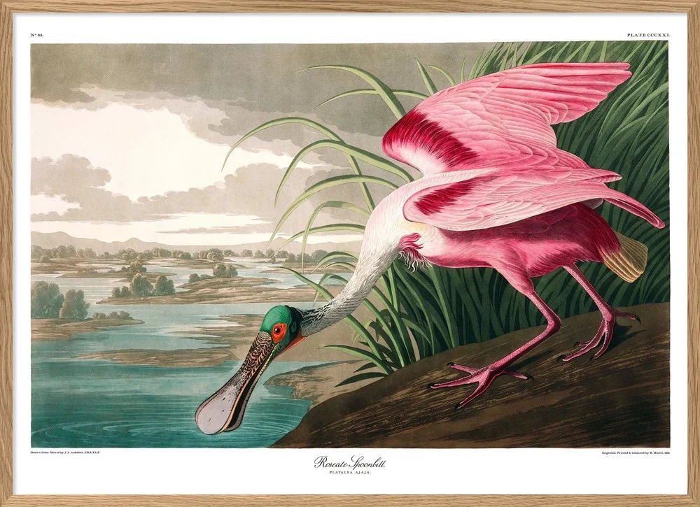 ROSEATE SPOONBILL 50x70 OAK
