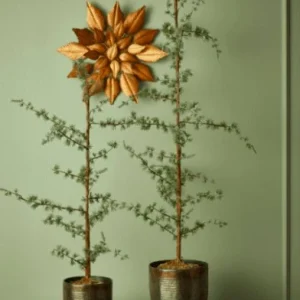Sedertre - 75 cm