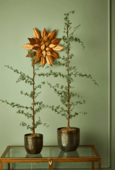 Sedertre - 75 cm