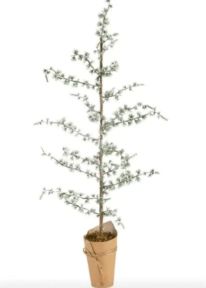 Sedertre - 75 cm