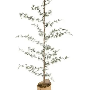 Sedertre – 50 cm