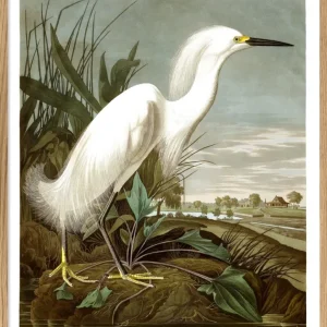 Snowy Heron 70x100 Oak