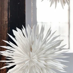 Star, Reef 50 cm
