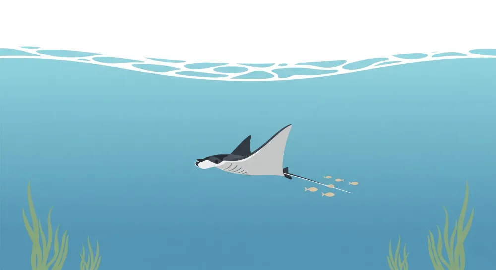 Tapet barnerom | Manta ray og undervannseventyr
