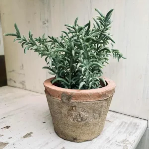 Thyme i potte
