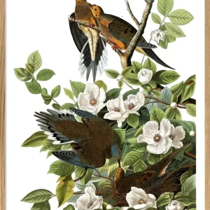 Turtle Dove 50x70