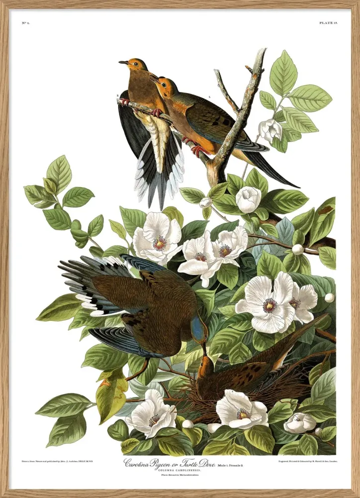 Turtle Dove 50x70