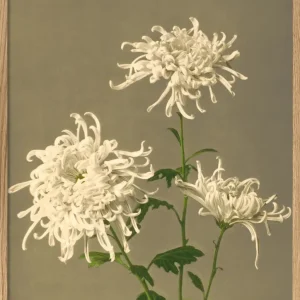 WHITE CHRYSANTHEMUM 70X100