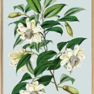 White Magnolia 50x70