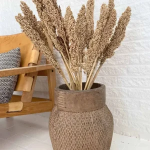 Wild Corn – Sahara – 20 stk