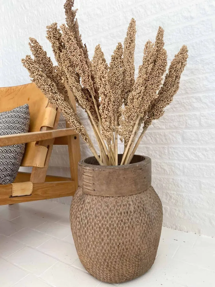 Wild Corn – Sahara – 20 stk