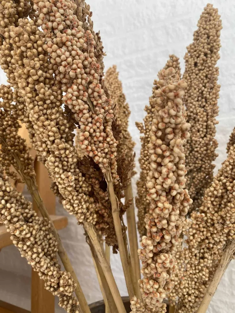 Wild Corn – Sahara – 20 stk