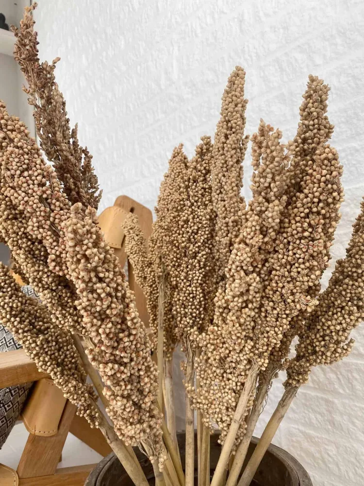 Wild Corn – Sahara – 20 stk