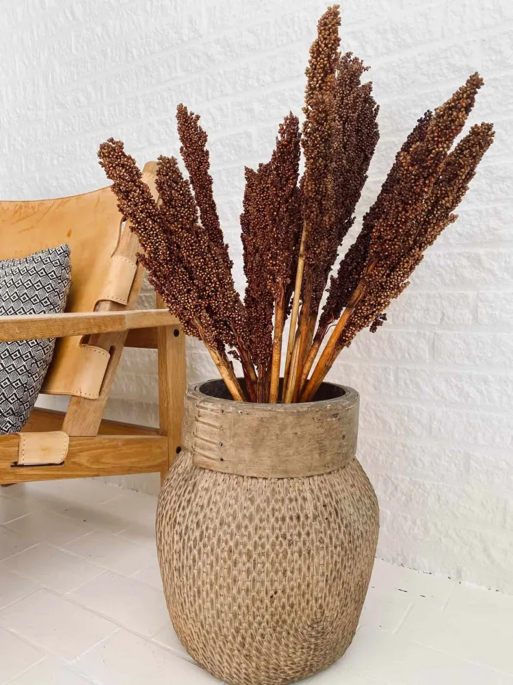 Wild Corn - Terracotta - 20stk