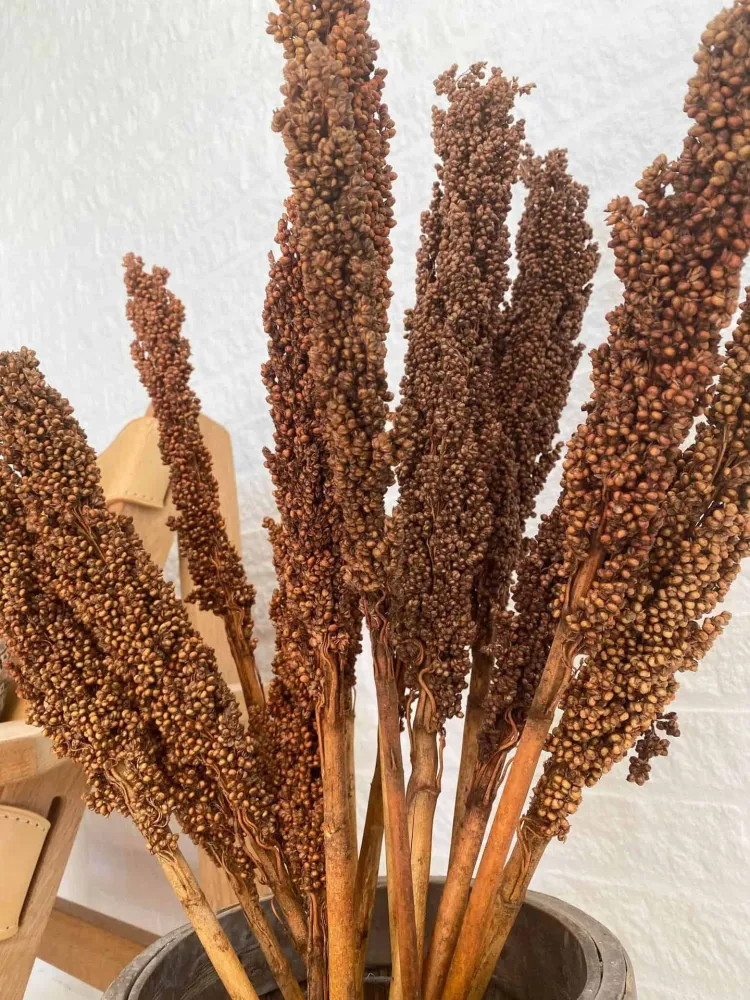 Wild Corn - Terracotta - 20stk