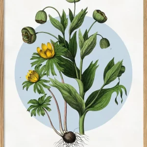 Winter Flowers 50x70 plakat