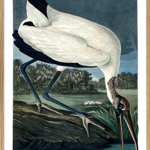 WOOD IBIS 70x100 Oak