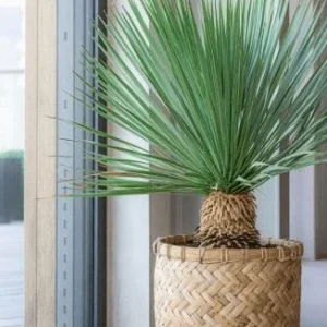 Hagekrukke Deluxe i natur og sement - H60cm - SKAL HENTES