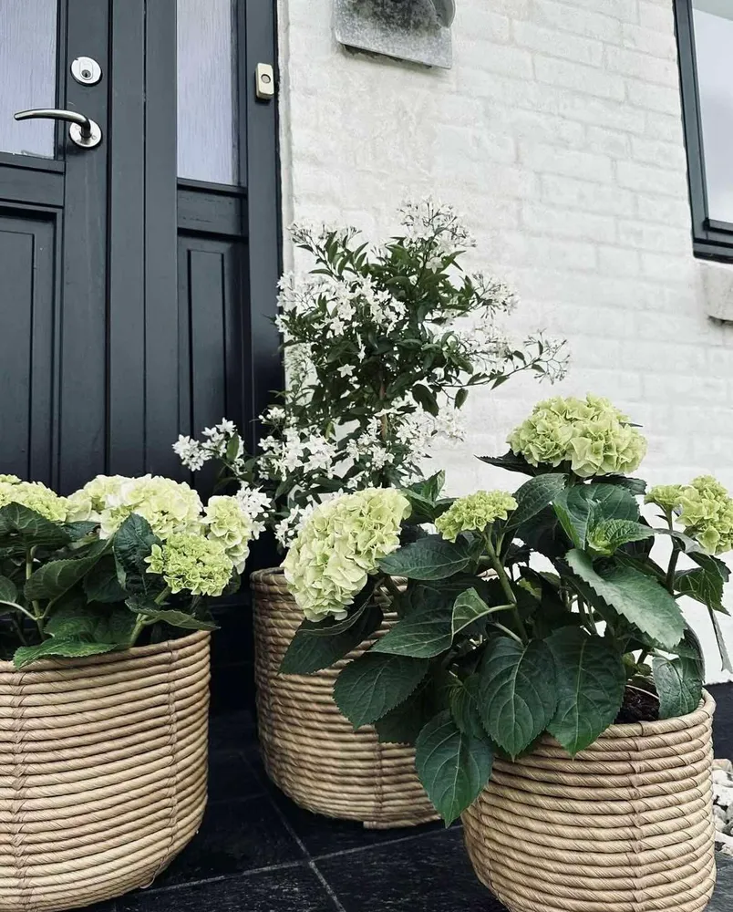 Plantekurver RATTAN BIG - Sett med 3 størrelser