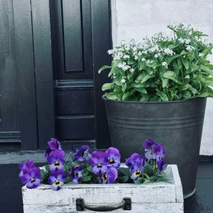Planteskuffe - Hvit