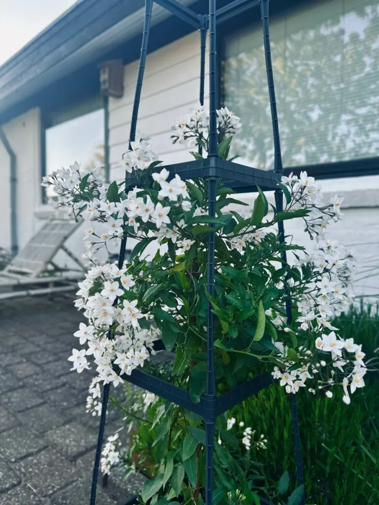 Plantetårn til tomater og klatreplanter