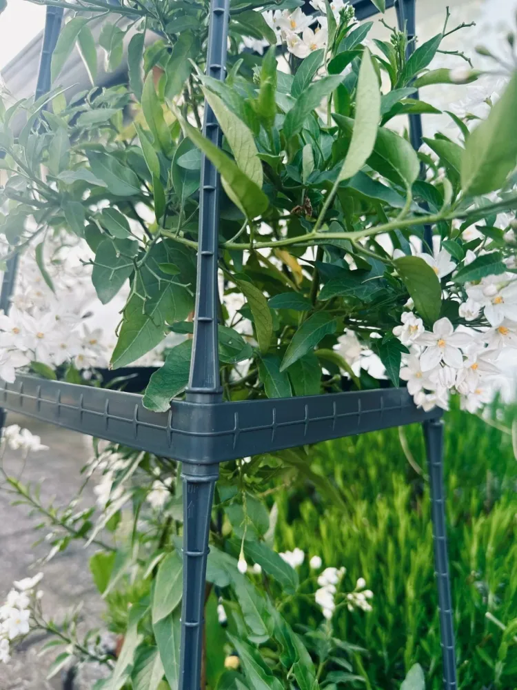 Plantetårn til tomater og klatreplanter