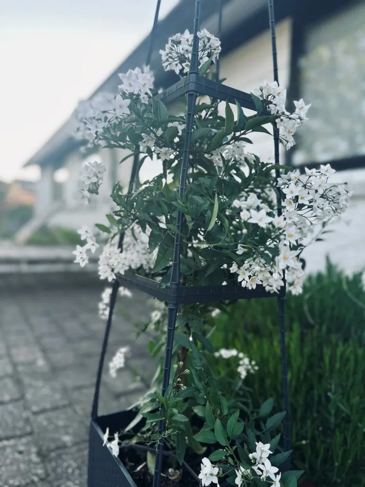 Plantetårn til tomater og klatreplanter