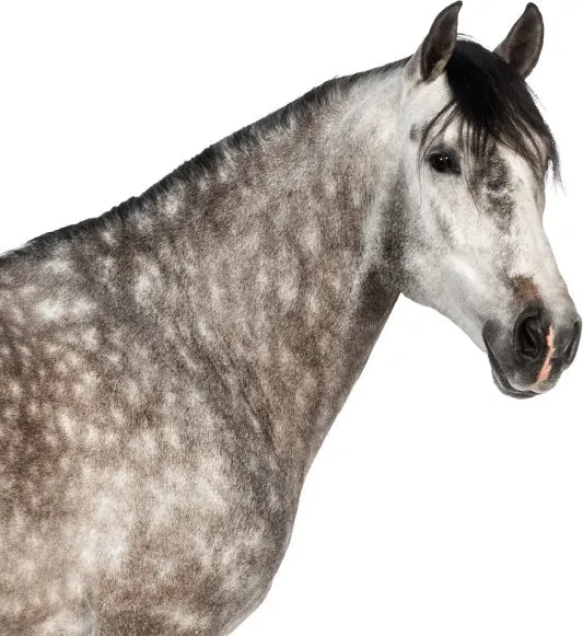 Kosttilskudd Hest Immunforsvar, Ledd Og Metabolisme 2000g EquiVit